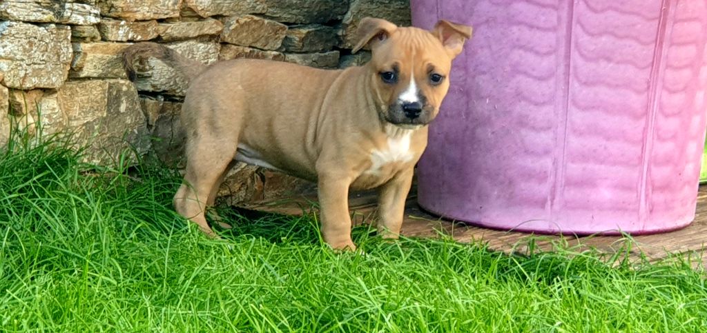 Peperit's Mj - Chiot disponible  - American Staffordshire Terrier