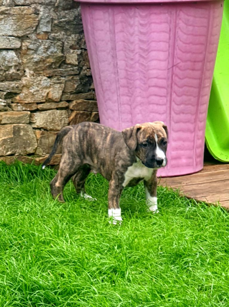 Peperit's Mj - Chiot disponible  - American Staffordshire Terrier