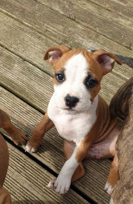 Peperit's Mj - American Staffordshire Terrier - Portée née le 23/07/2024