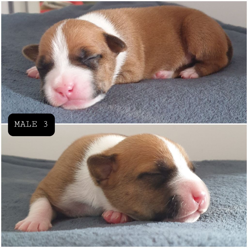 Peperit's Mj - Chiot disponible  - American Staffordshire Terrier