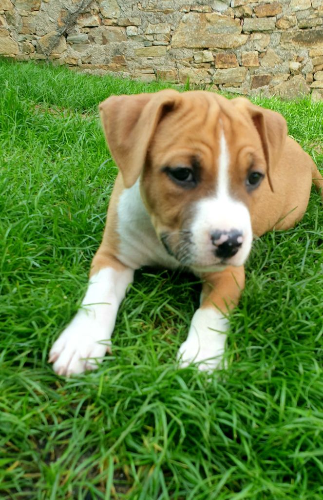 Peperit's Mj - Chiot disponible  - American Staffordshire Terrier