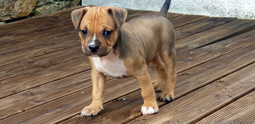 Peperit's Mj - Chiot disponible  - American Staffordshire Terrier